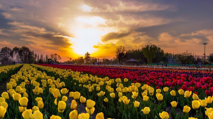 Tulip Tour of Kashmir